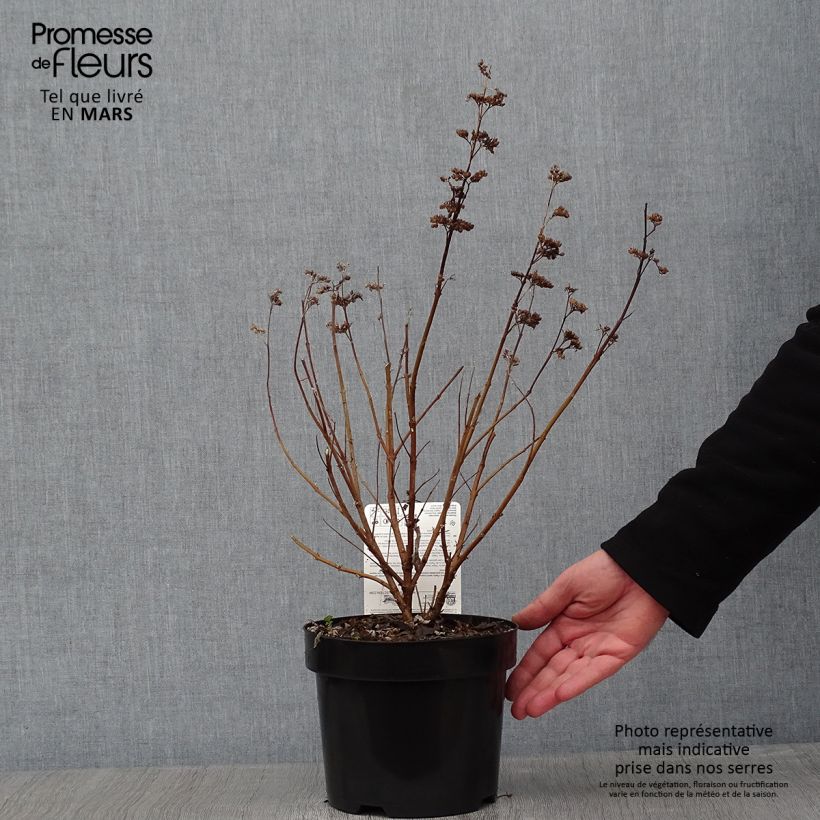 Caryopteris clandonensis Thetis Vaso da 2L/3L esemplare consegnato in inverno