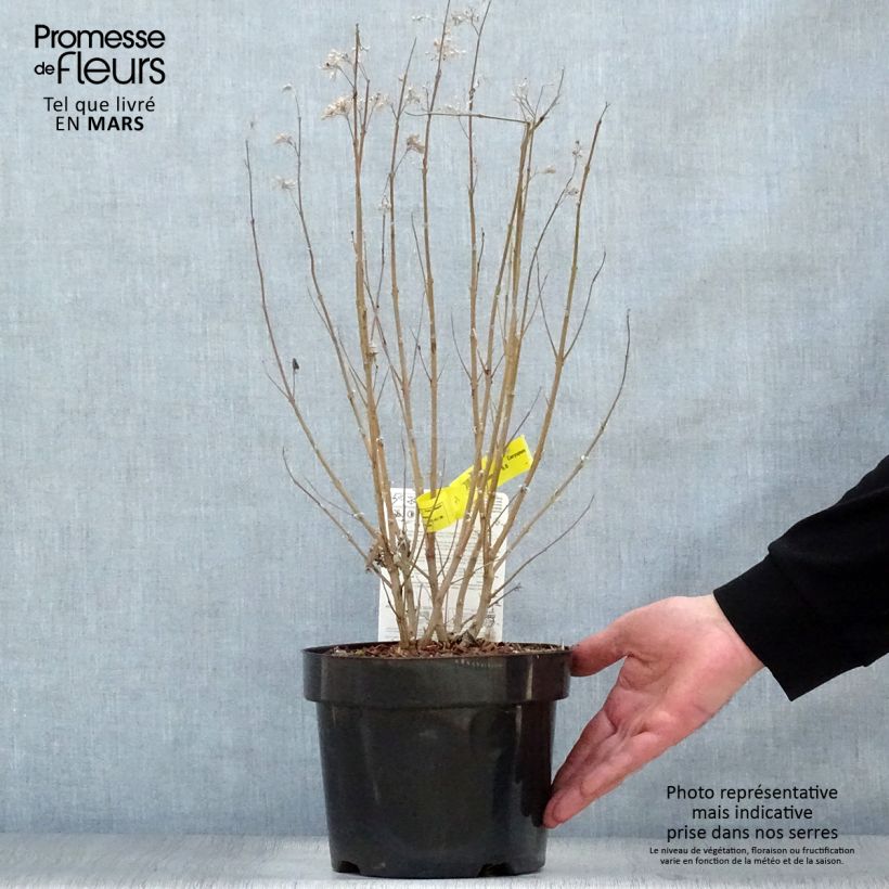 Caryopteris clandonensis Thetis Vaso da 2L/3L esemplare consegnato in primavera