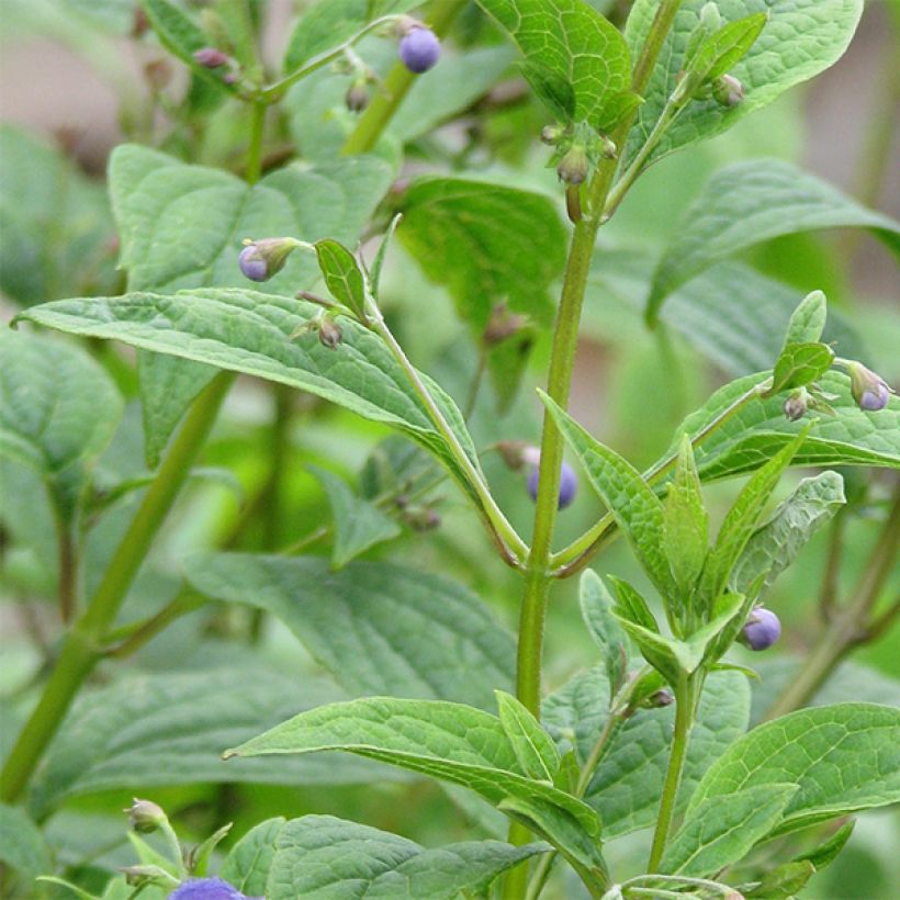 Caryopteris divaricata (Fogliame)