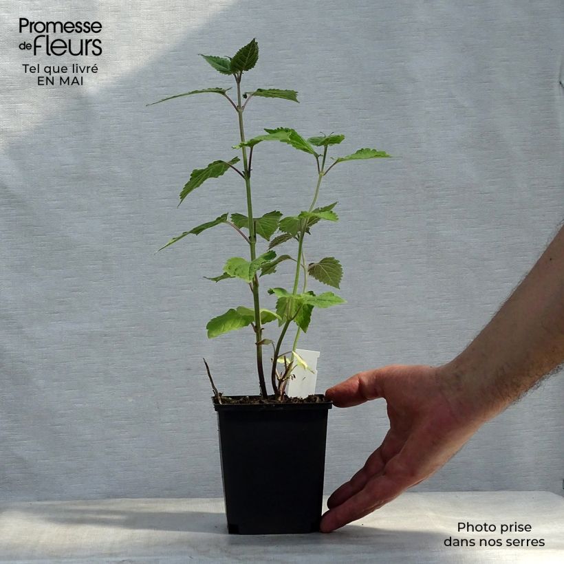 Caryopteris divaricata Vasetto da 8/9 cm esemplare consegnato in primavera