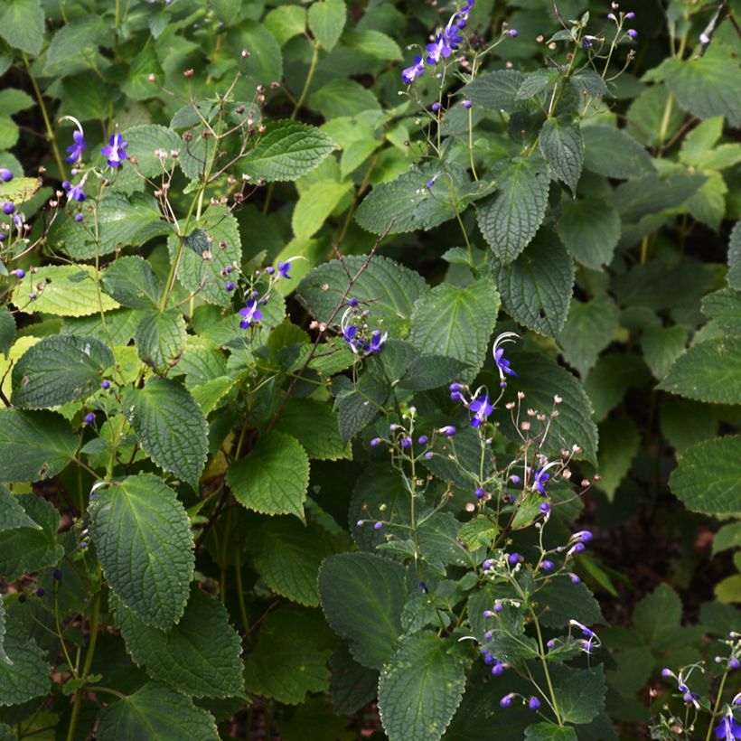 Caryopteris divaricata (Porto)