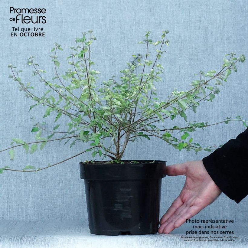 Esemplare di Caryopteris incana Sunny Blue Vaso da 2L/3L come consegnato in autunno