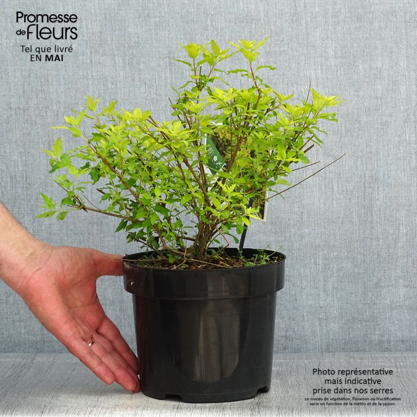 Caryopteris incana Sunny Blue Vaso da 2L/3L esemplare consegnato in primavera