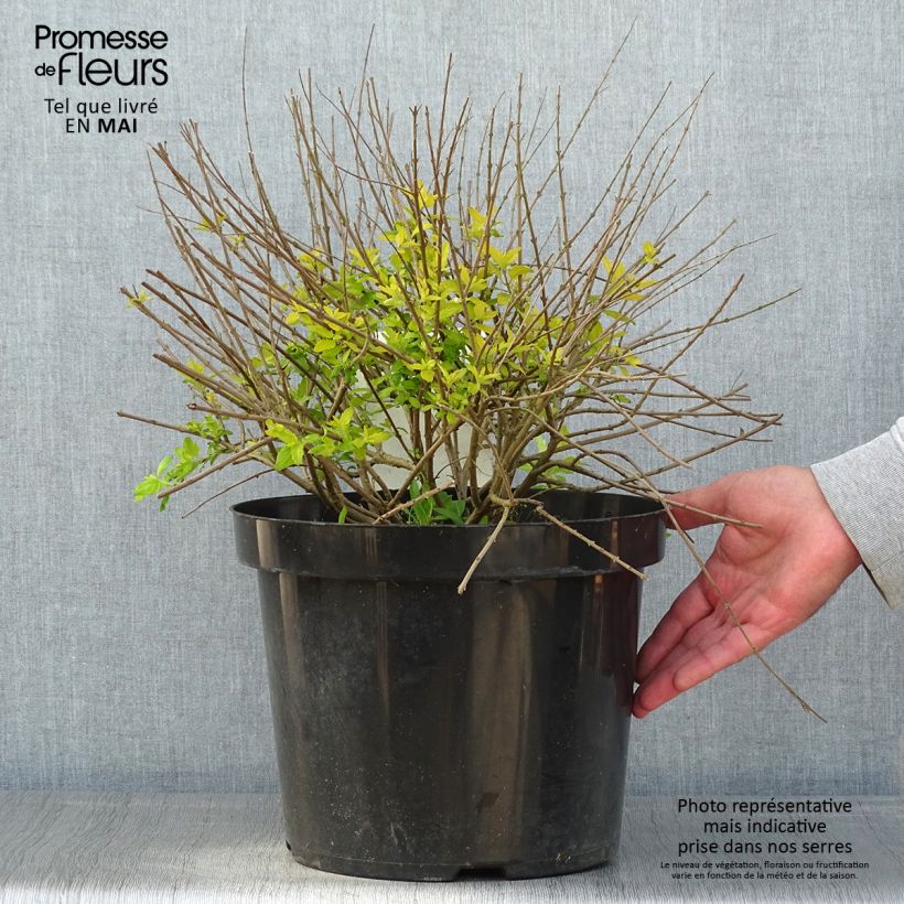 Caryopteris incana Sunshine Blue Vaso da 7,5L/10L esemplare consegnato in primavera