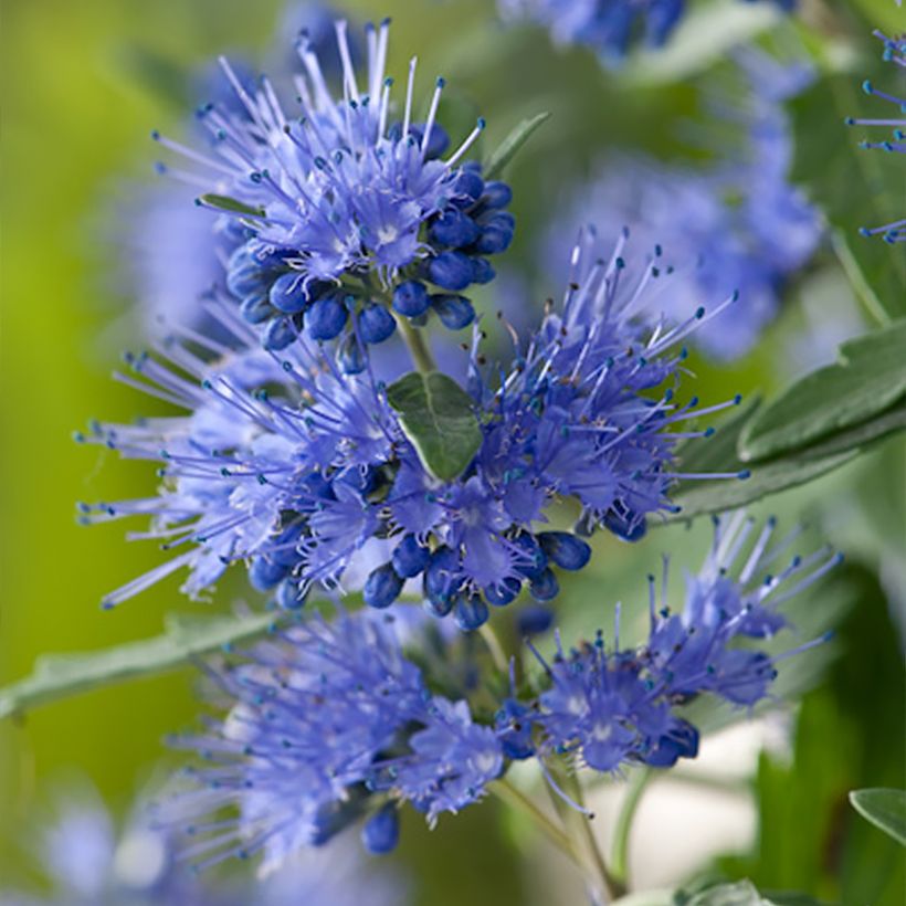 Caryopteris clandonensis Blauer Spatz (Fioritura)