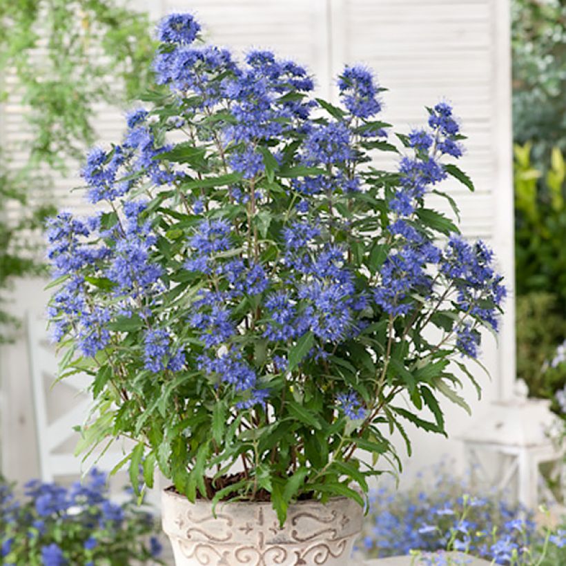 Caryopteris clandonensis Blauer Spatz (Porto)