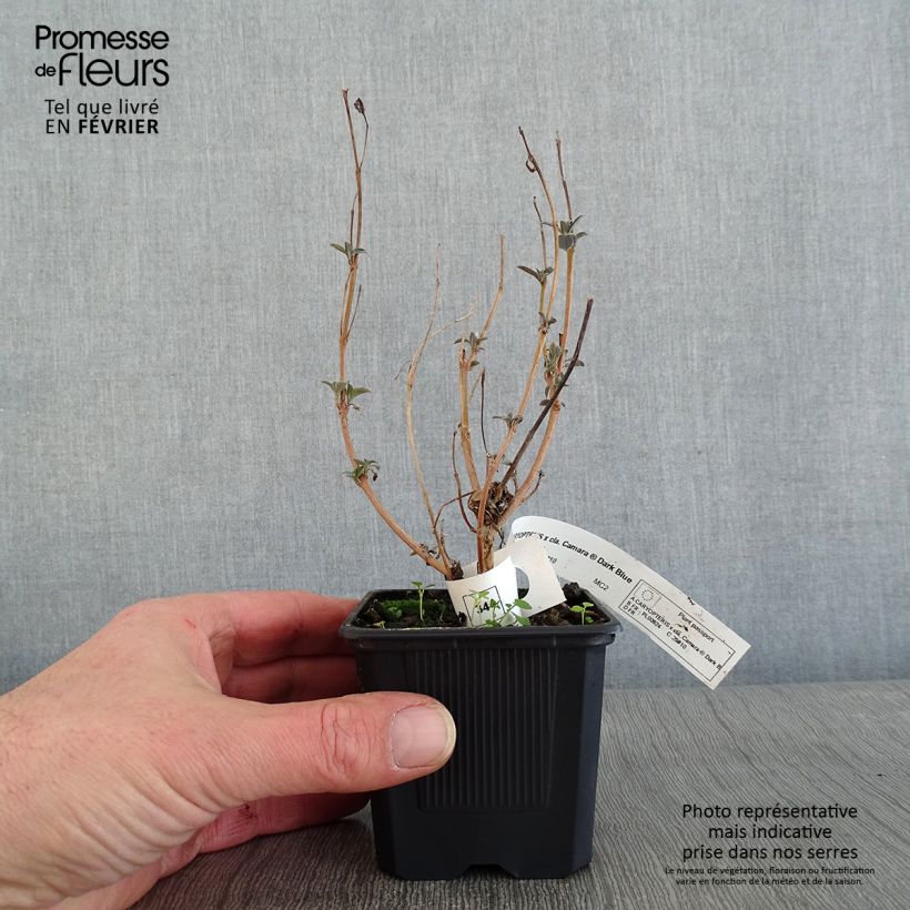 Caryopteris clandonensis Camara Dark Blue Vasetto da 8/9 cm esemplare consegnato in inverno