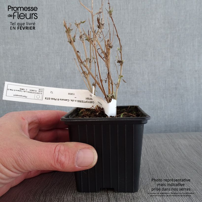 Caryopteris clandonensis Camara Pink Vasetto da 8/9 cm esemplare consegnato in inverno