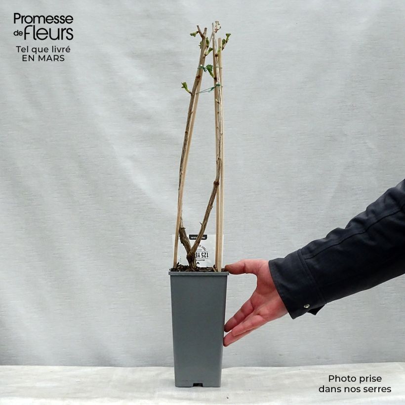 Ribes x nidigrolaria Jostaberry - Josta Vaso da 1,5L/2L, A cespuglio esemplare consegnato in primavera