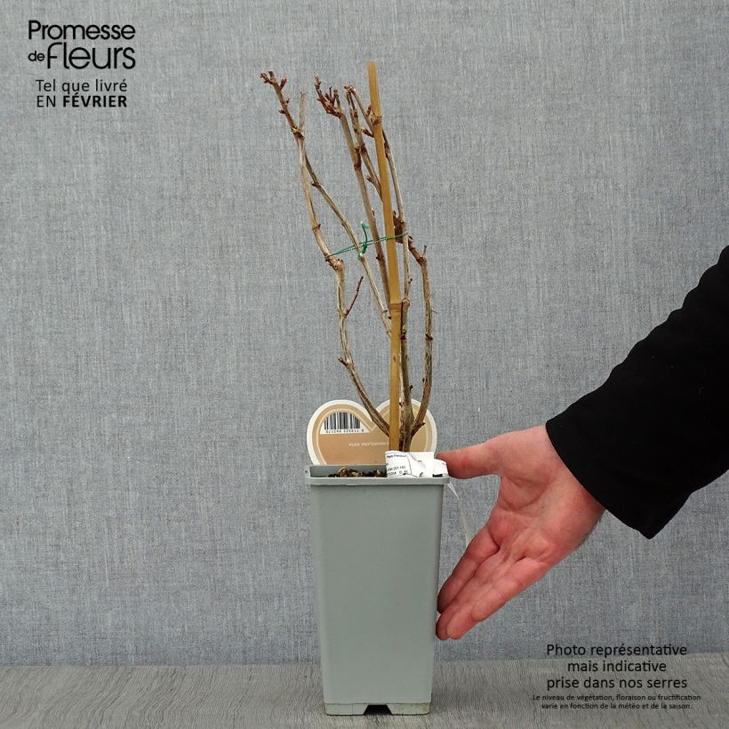 Ribes x nidigrolaria Jostaberry - Josta Vaso da 1,5L/2L, A cespuglio esemplare consegnato in inverno