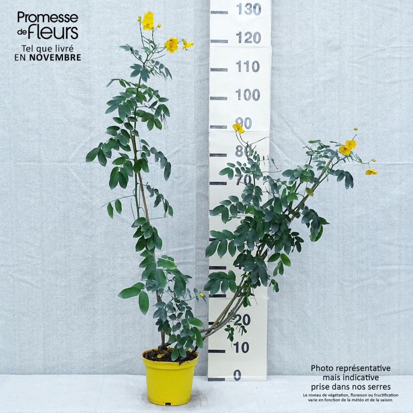 Esemplare di Cassia floribunda Vaso da 2L/3L come consegnato in autunno