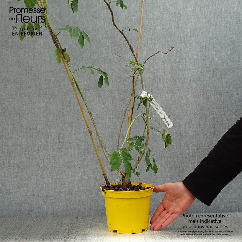 Cassia floribunda Vaso da 2L/3L esemplare consegnato in inverno