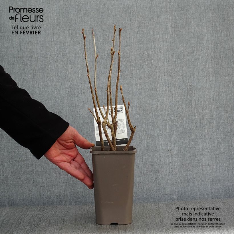 Ribes nero Andega Vaso da 1,5L/2L, A cespuglio esemplare consegnato in inverno