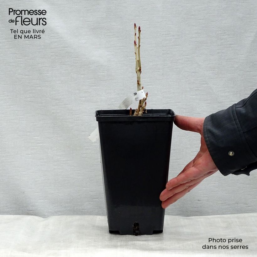 Ribes nero Andega Vaso da 1,5L/2L, A cespuglio esemplare consegnato in primavera