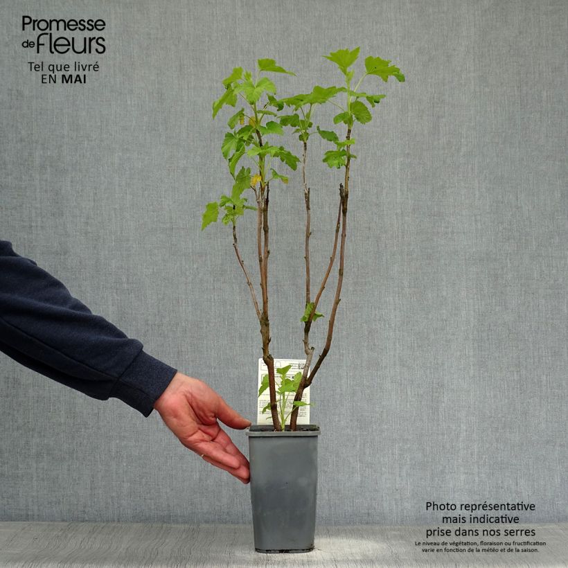 Ribes nero Andega Bio Vaso da 1,5L/2L, A cespuglio esemplare consegnato in primavera