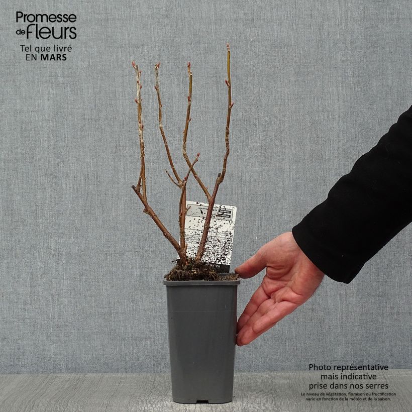 Ribes nero Black Down Vaso da 1L/1,5L, A cespuglio esemplare consegnato in inverno