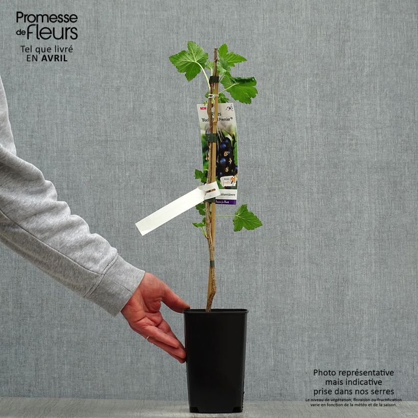 Ribes nero Black'n Red Premiere Vaso da 1,5L/2L, A cespuglio esemplare consegnato in primavera