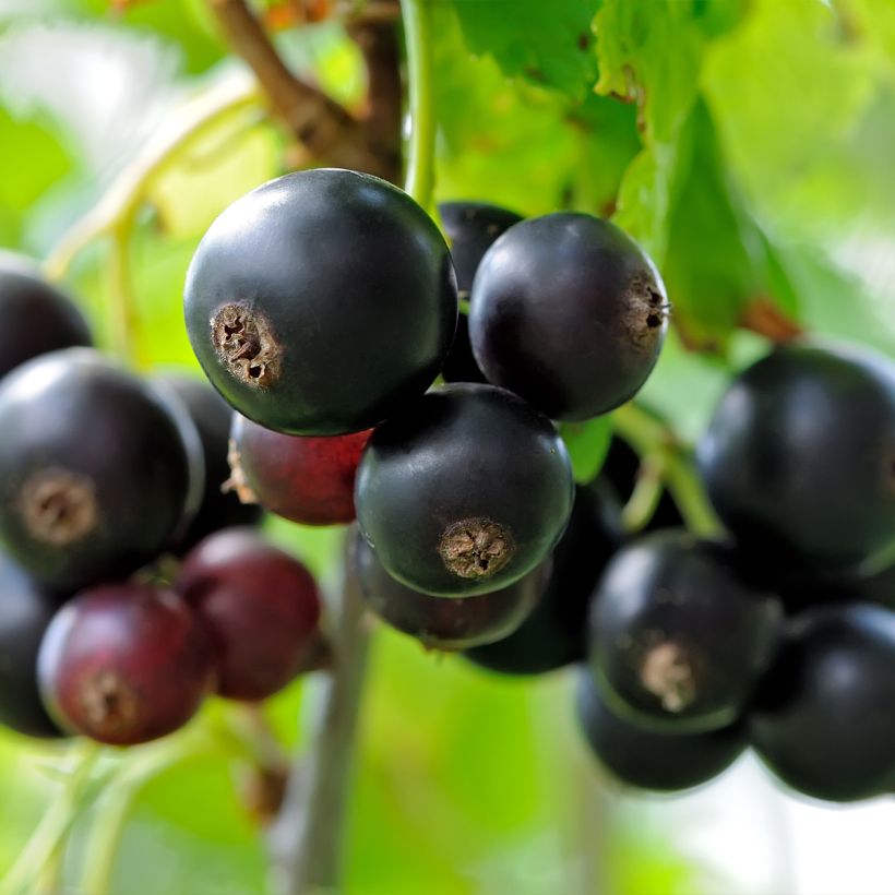 Ribes nero Delbard Robusta delindmoi (Raccolta)