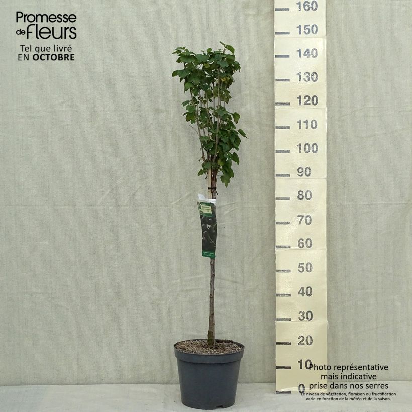 Esemplare di Ribes nero Delbard Robusta delindmoi Vaso da 7,5L/10L, Vaso impalcato basso come consegnato in autunno