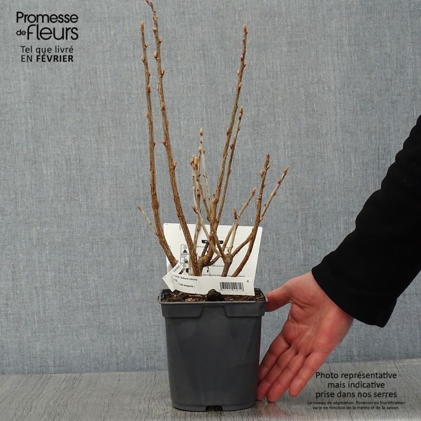 Ribes nero Delbard Robusta delindmoi Vaso da 2L/3L esemplare consegnato in inverno