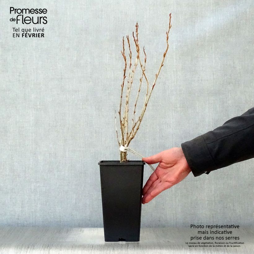 Ribes nero Géant de Boskoop Vaso da 1,5L/2L esemplare consegnato in inverno