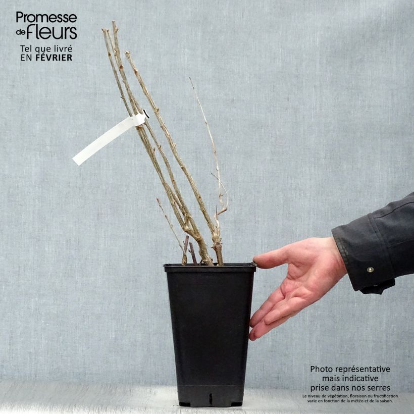 Ribes nero Little Black Sugar 'Nimue' Vaso da 1,5L/2L, A cespuglio esemplare consegnato in inverno