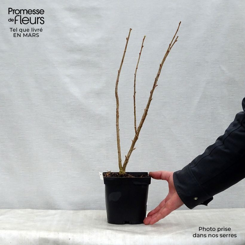 Ribes nero Neva Vaso da 2L/3L, A cespuglio esemplare consegnato in primavera