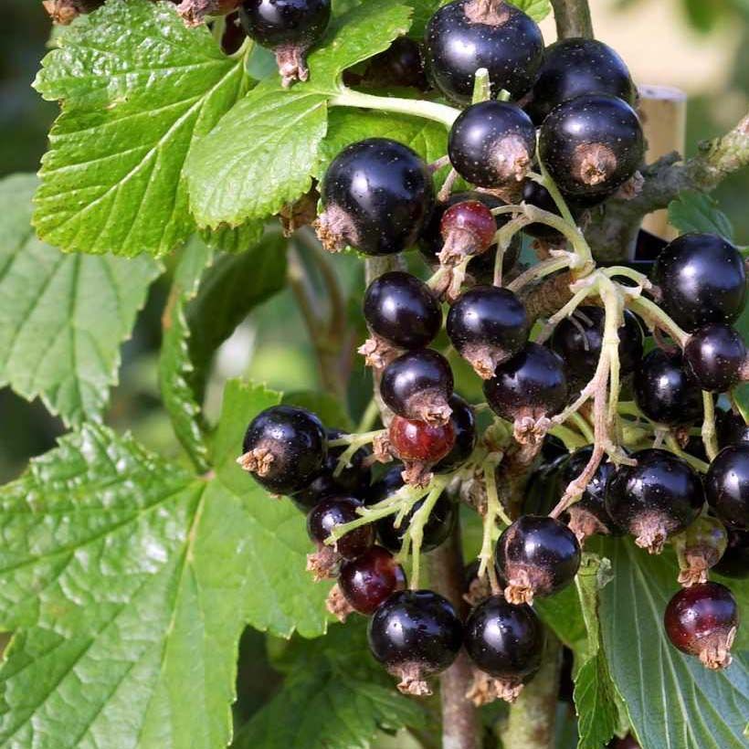 Ribes nero Noir de Bourgogne (Raccolta)