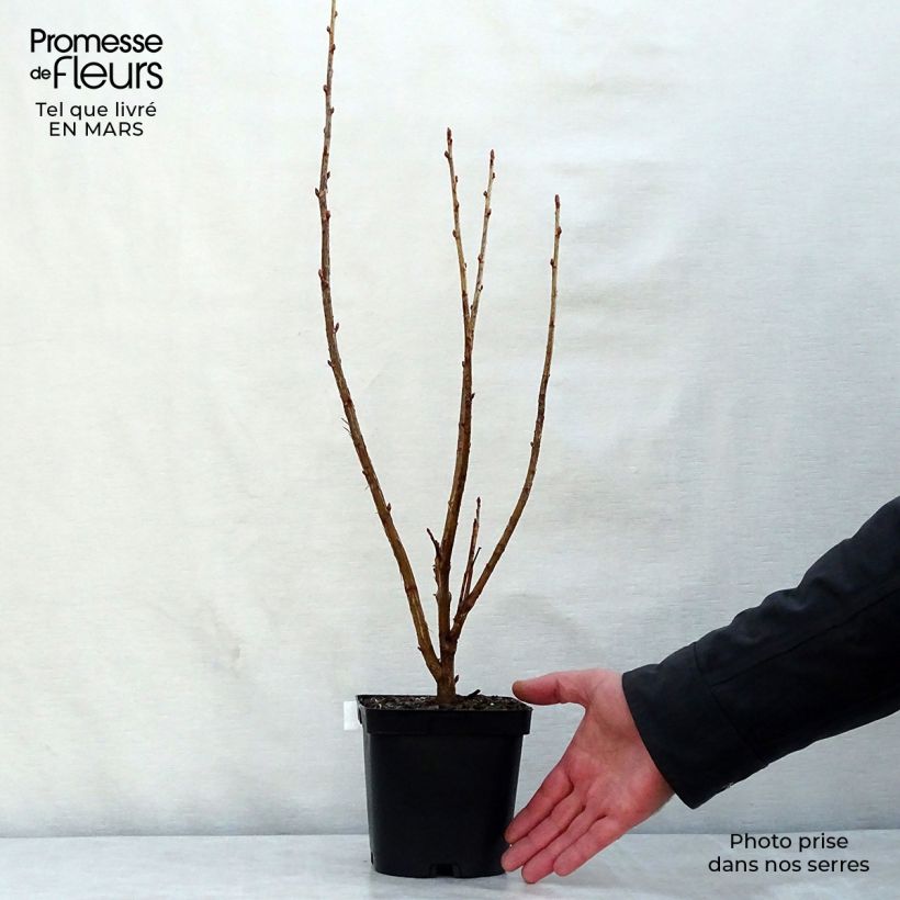 Ribes nero Noir de Bourgogne Vaso da 1,5L/2L, A cespuglio esemplare consegnato in primavera