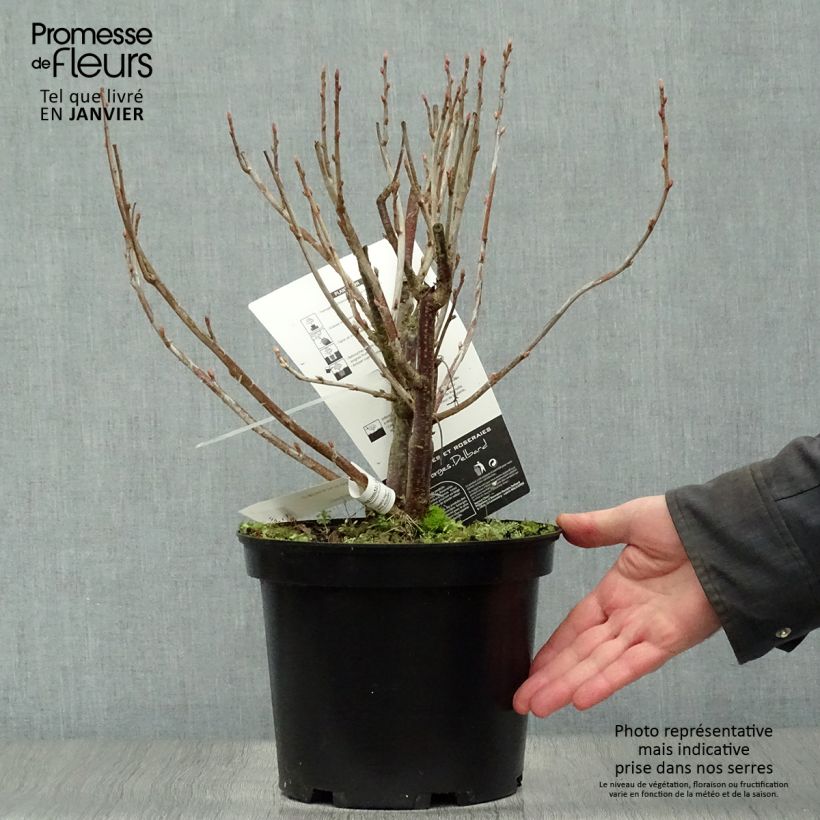 Ribes nero Noir de Bourgogne Vaso da 4L/5L esemplare consegnato in inverno