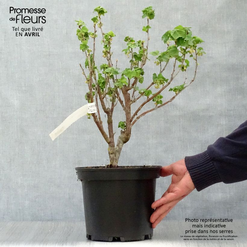 Ribes nero Noir de Bourgogne Vaso da 4L/5L esemplare consegnato in primavera