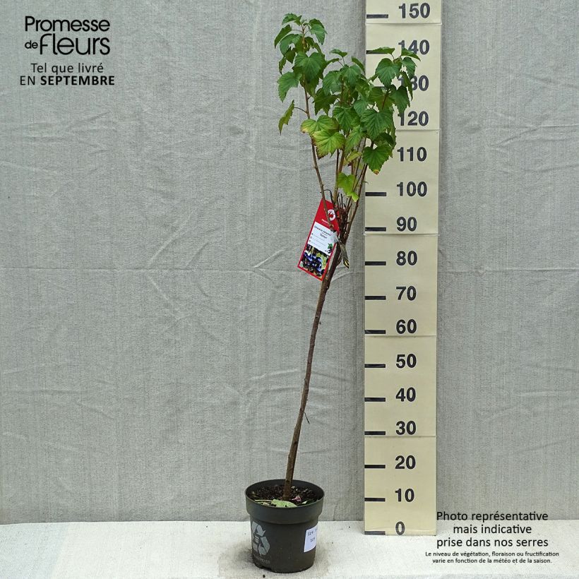 Esemplare di Ribes nero Ojebyn Vaso da 6L/7L come consegnato in autunno