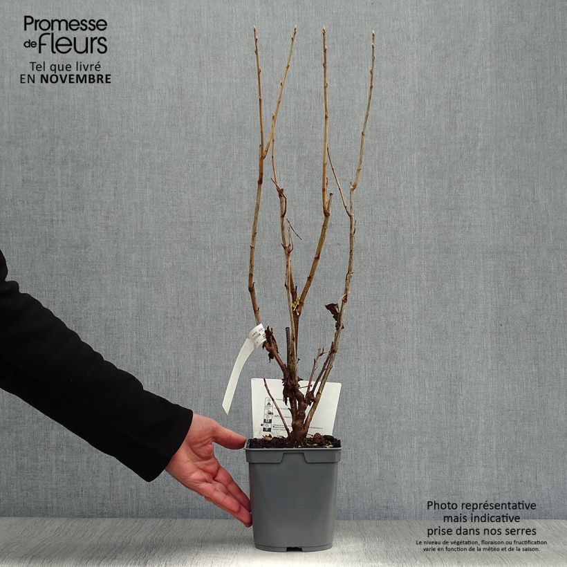 Esemplare di Ribes nero Perles d'Auvergne 'delcaresnoi' Vaso da 2L/3L, A cespuglio come consegnato in autunno