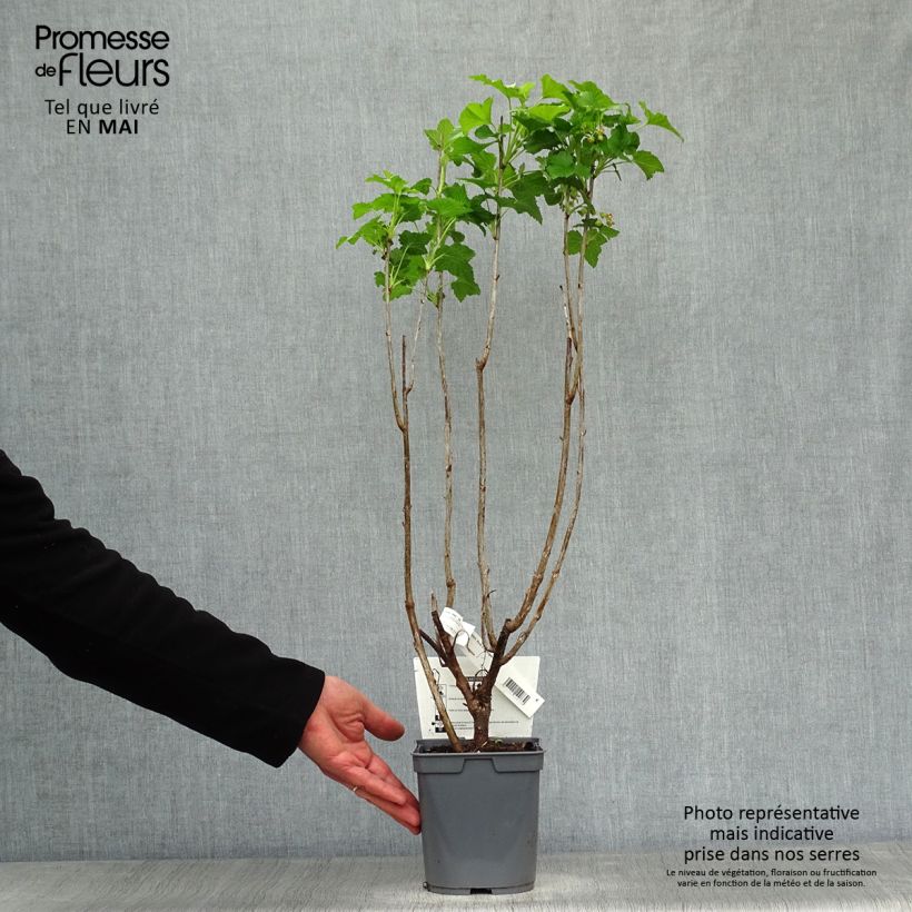 Ribes nero Perles d'Auvergne 'delcaresnoi' Vaso da 2L/3L, A cespuglio esemplare consegnato in primavera