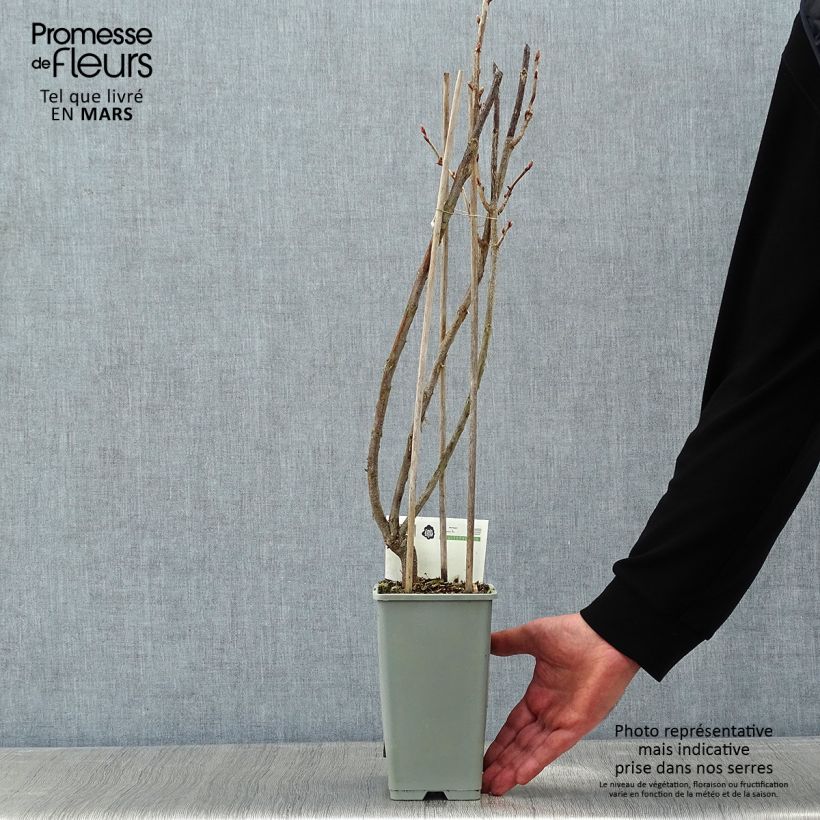 Ribes nero Titania Vaso da 1,5L/2L, A cespuglio esemplare consegnato in inverno