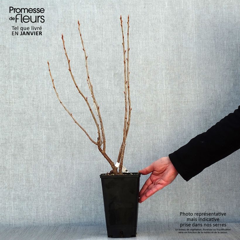 Ribes nero Troll Vaso da 2L/3L, A cespuglio esemplare consegnato in inverno