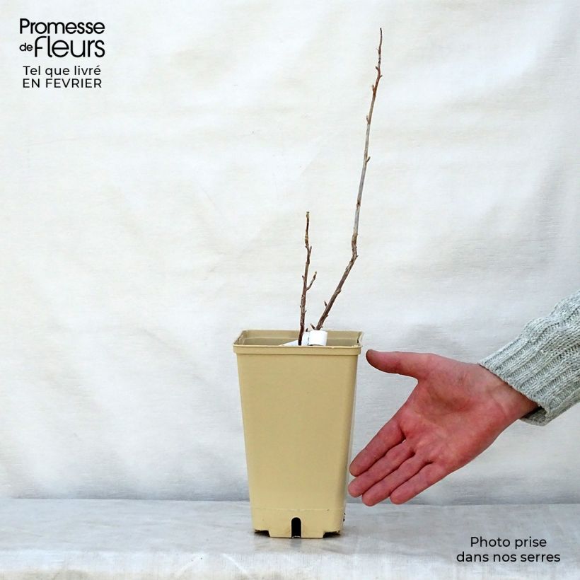 Ribes nero Wellington Vaso da 1,5L/2L, A cespuglio esemplare consegnato in inverno