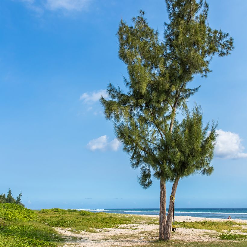 Casuarina equisetifolia (Porto)