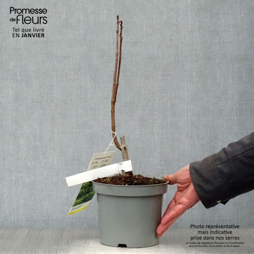 Catalpa bignonioides Aurea - Albero dei sigari Vaso da 2L/3L esemplare consegnato in inverno