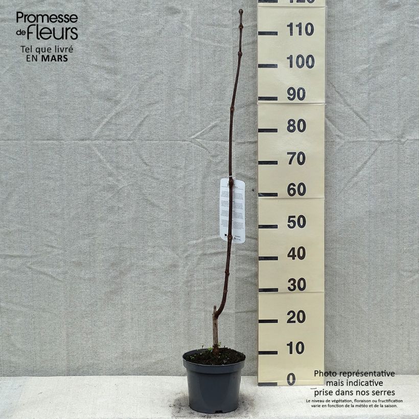 Catalpa erubescens Purpurea - Albero dei sigari Vaso da 3L/4L esemplare consegnato in inverno