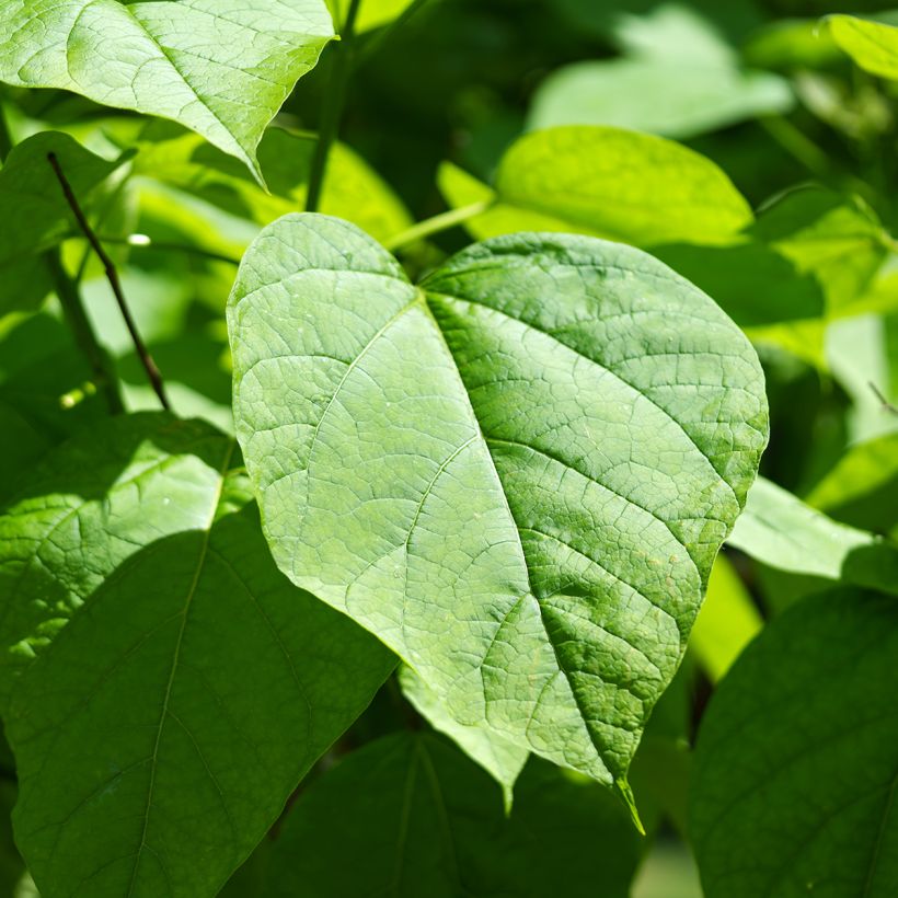 Catalpa bignonioides (semi) - Albero dei sigari (Fogliame)