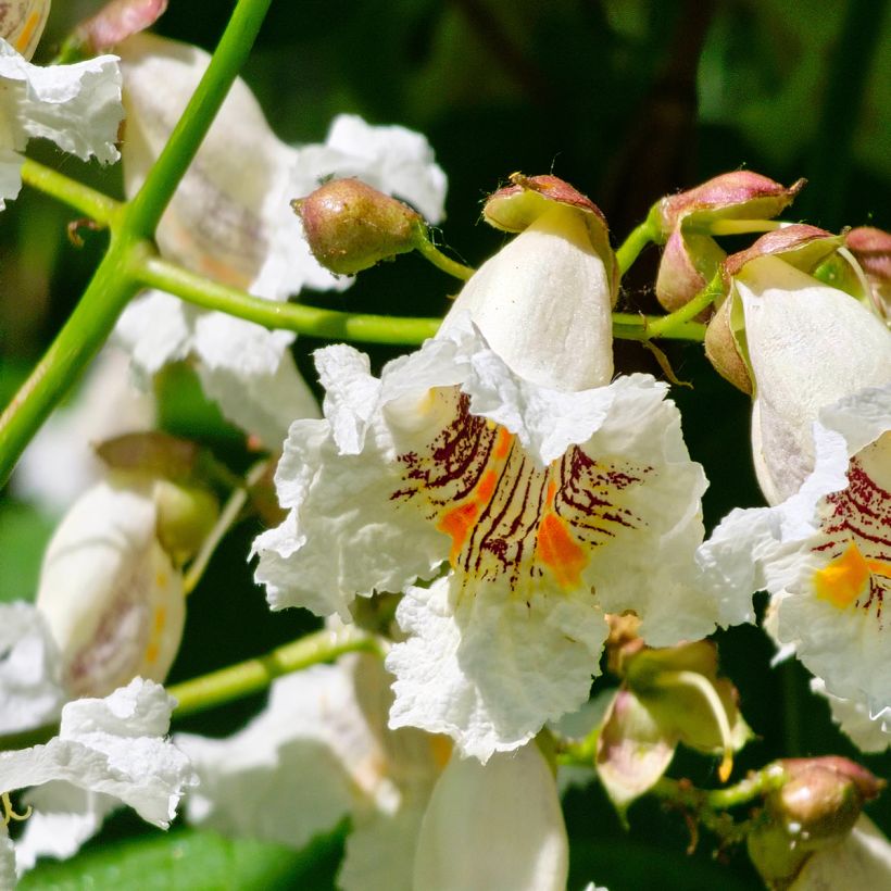 Catalpa bignonioides (semi) - Albero dei sigari (Fioritura)