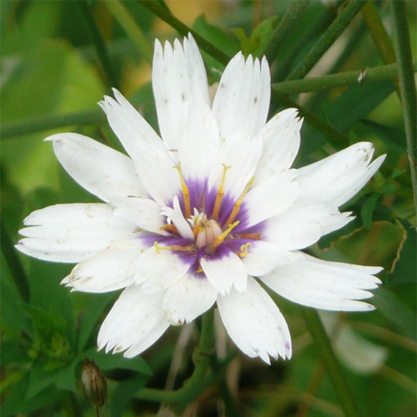 Catananche caerulea Alba - Cupidone azzurro (Fioritura)
