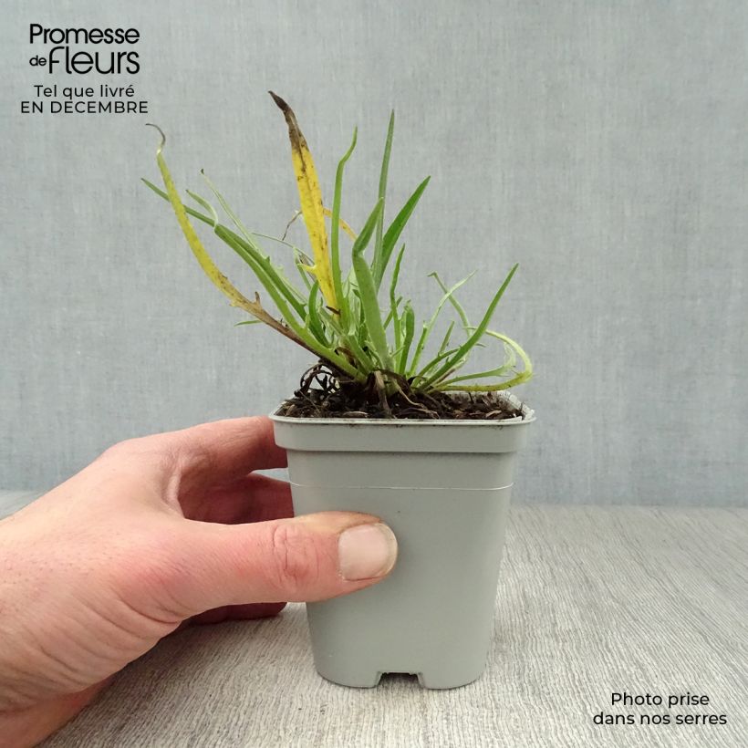 Catananche caerulea Alba - Cupidone azzurro Vasetto da 8/9 cm esemplare consegnato in inverno