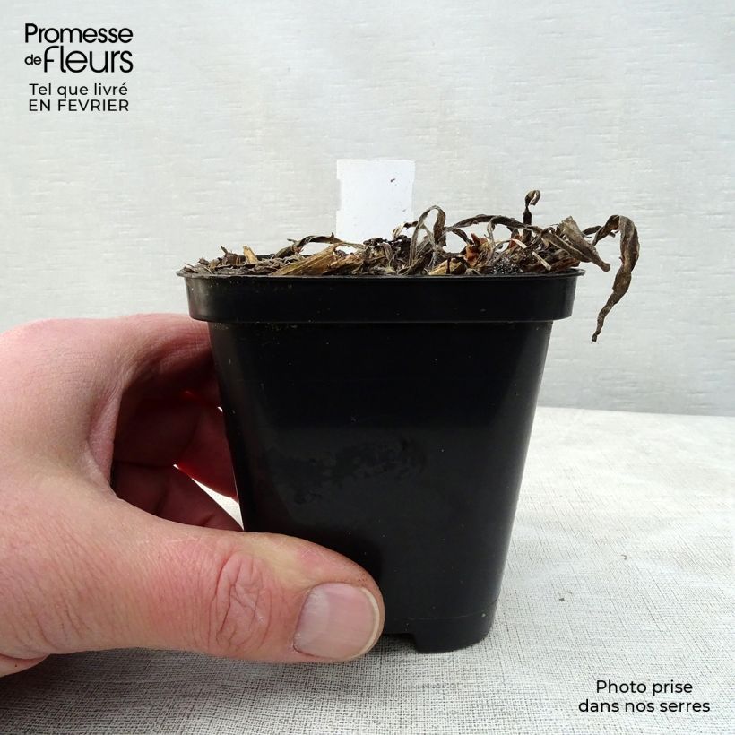 Catananche caerulea - Cupidone azzurro Vasetto da 7/8 cm esemplare consegnato in inverno