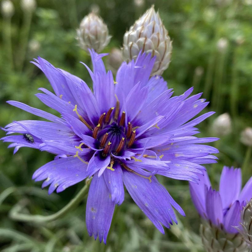 Catananche caerulea - Cupidone azzurro (Fioritura)