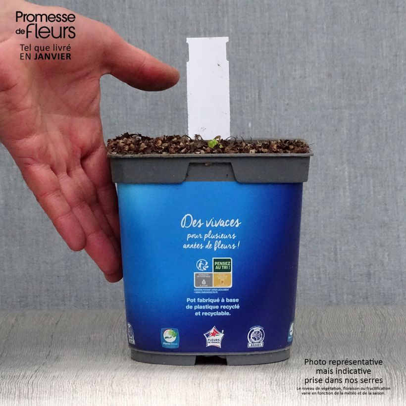 Catananche caerulea - Cupidone azzurro Vaso da 2L/3L esemplare consegnato in inverno