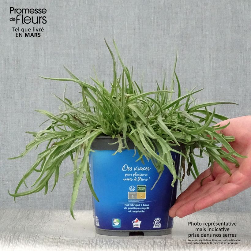 Catananche caerulea - Cupidone azzurro Vaso da 2L/3L esemplare consegnato in primavera