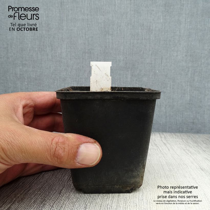 Esemplare di Caulophyllum thalictroides Vasetto da 8/9 cm come consegnato in autunno