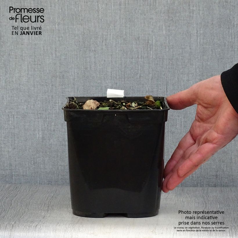 Cautleya spicata Robusta Vaso da 2L/3L esemplare consegnato in inverno